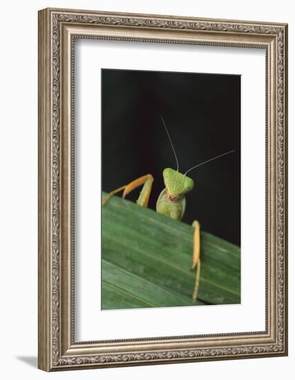 Praying Mantis Looking out from behind Leaf-DLILLC-Framed Photographic Print