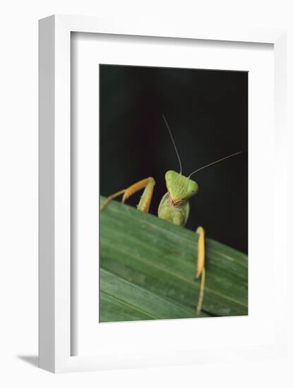 Praying Mantis Looking out from behind Leaf-DLILLC-Framed Photographic Print