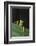 Praying Mantis Looking out from behind Leaf-DLILLC-Framed Photographic Print