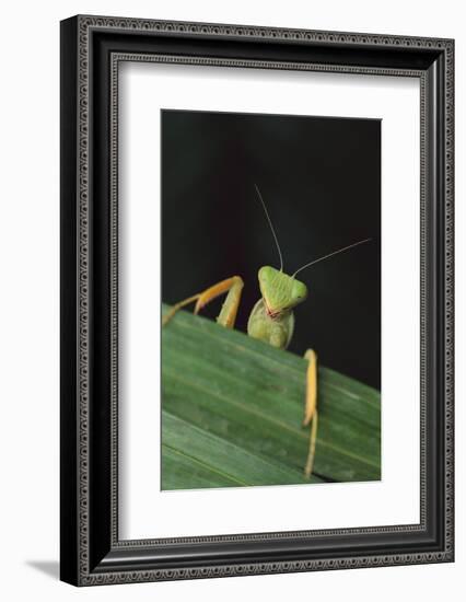 Praying Mantis Looking out from behind Leaf-DLILLC-Framed Photographic Print