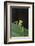 Praying Mantis Looking out from behind Leaf-DLILLC-Framed Photographic Print