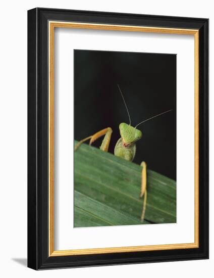 Praying Mantis Looking out from behind Leaf-DLILLC-Framed Photographic Print