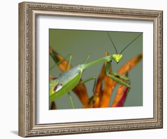 Praying Mantis on Orange Heliconia Flower-Papilio-Framed Photographic Print