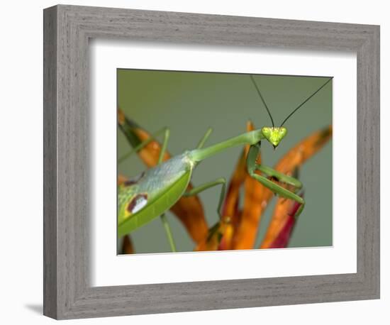 Praying Mantis on Orange Heliconia Flower-Papilio-Framed Photographic Print