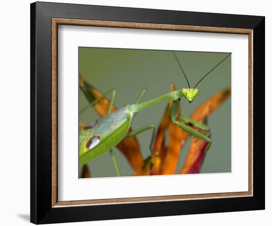 Praying Mantis on Orange Heliconia Flower-Papilio-Framed Photographic Print