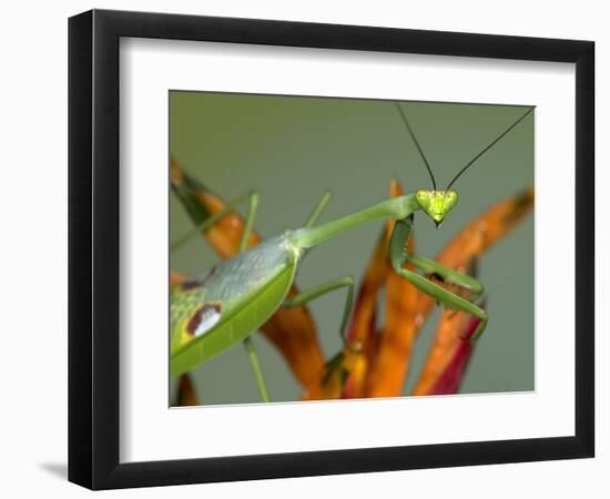 Praying Mantis on Orange Heliconia Flower-Papilio-Framed Photographic Print