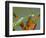 Praying Mantis on Orange Heliconia Flower-Papilio-Framed Photographic Print