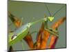 Praying Mantis on Orange Heliconia Flower-Papilio-Mounted Photographic Print