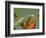 Praying Mantis on Orange Heliconia Flower-Papilio-Framed Photographic Print