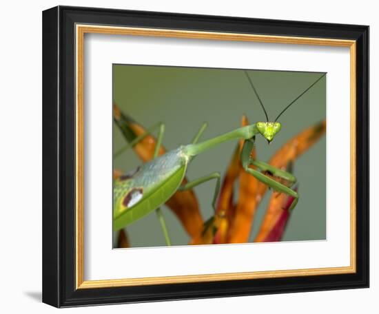 Praying Mantis on Orange Heliconia Flower-Papilio-Framed Photographic Print