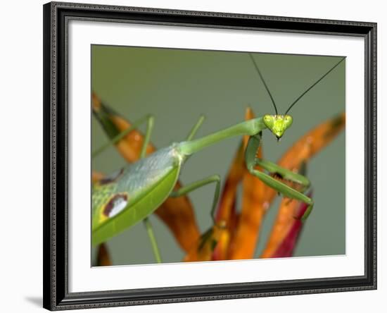 Praying Mantis on Orange Heliconia Flower-Papilio-Framed Photographic Print