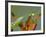 Praying Mantis on Orange Heliconia Flower-Papilio-Framed Photographic Print