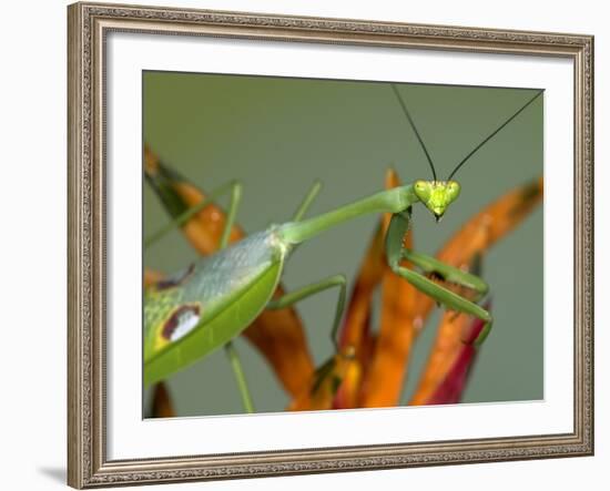 Praying Mantis on Orange Heliconia Flower-Papilio-Framed Photographic Print