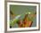 Praying Mantis on Orange Heliconia Flower-Papilio-Framed Photographic Print