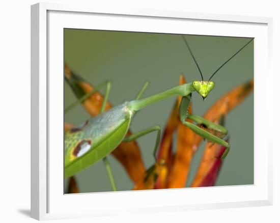 Praying Mantis on Orange Heliconia Flower-Papilio-Framed Photographic Print