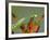 Praying Mantis on Orange Heliconia Flower-Papilio-Framed Photographic Print