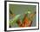 Praying Mantis on Orange Heliconia Flower-Papilio-Framed Photographic Print