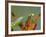 Praying Mantis on Orange Heliconia Flower-Papilio-Framed Photographic Print