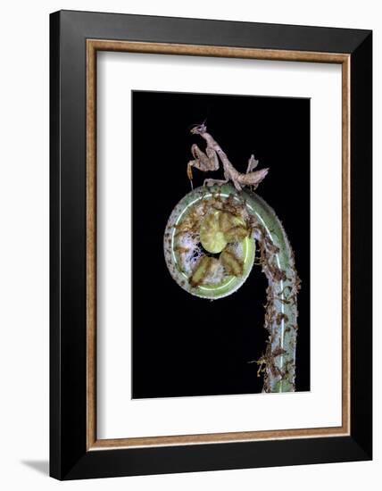 Praying mantis on plant, Sarapiqui, Costa Rica-Panoramic Images-Framed Photographic Print