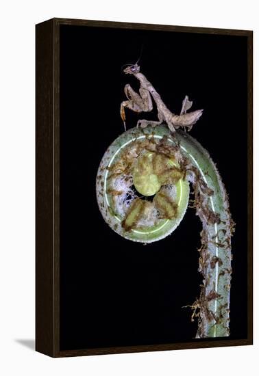 Praying mantis on plant, Sarapiqui, Costa Rica-Panoramic Images-Framed Premier Image Canvas