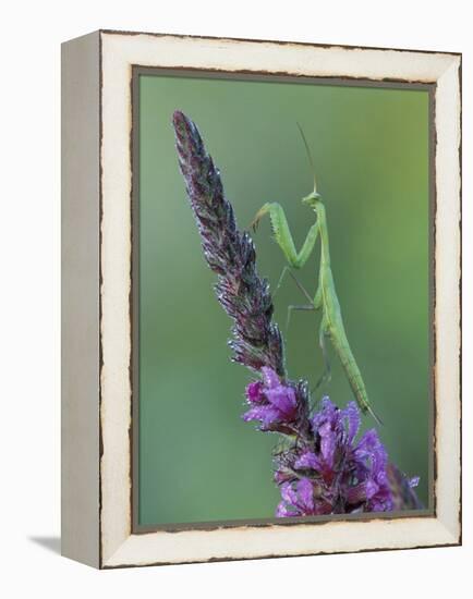 Praying Mantis on Purple Loosestrife-Adam Jones-Framed Premier Image Canvas
