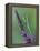 Praying Mantis on Purple Loosestrife-Adam Jones-Framed Premier Image Canvas