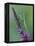 Praying Mantis on Purple Loosestrife-Adam Jones-Framed Premier Image Canvas