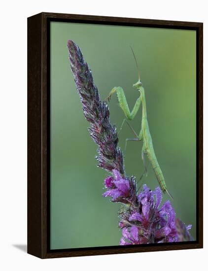 Praying Mantis on Purple Loosestrife-Adam Jones-Framed Premier Image Canvas