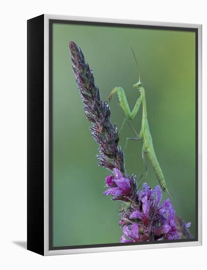 Praying Mantis on Purple Loosestrife-Adam Jones-Framed Premier Image Canvas