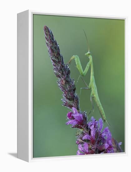 Praying Mantis on Purple Loosestrife-Adam Jones-Framed Premier Image Canvas