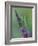 Praying Mantis on Purple Loosestrife-Adam Jones-Framed Photographic Print