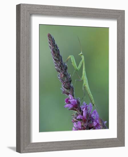 Praying Mantis on Purple Loosestrife-Adam Jones-Framed Photographic Print