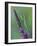 Praying Mantis on Purple Loosestrife-Adam Jones-Framed Photographic Print