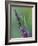 Praying Mantis on Purple Loosestrife-Adam Jones-Framed Photographic Print