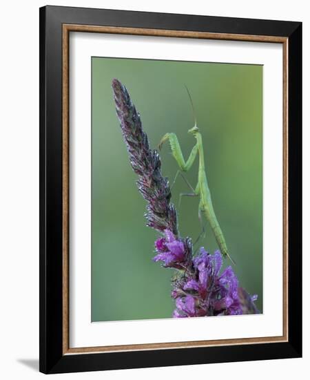 Praying Mantis on Purple Loosestrife-Adam Jones-Framed Photographic Print