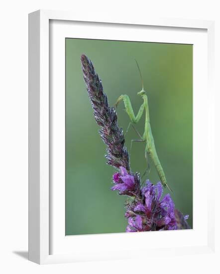 Praying Mantis on Purple Loosestrife-Adam Jones-Framed Photographic Print