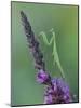 Praying Mantis on Purple Loosestrife-Adam Jones-Mounted Photographic Print