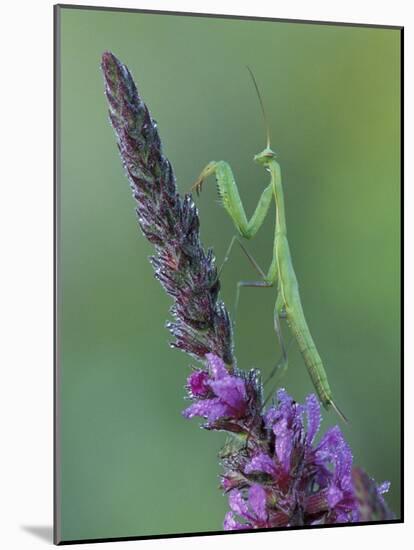 Praying Mantis on Purple Loosestrife-Adam Jones-Mounted Photographic Print
