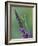 Praying Mantis on Purple Loosestrife-Adam Jones-Framed Photographic Print