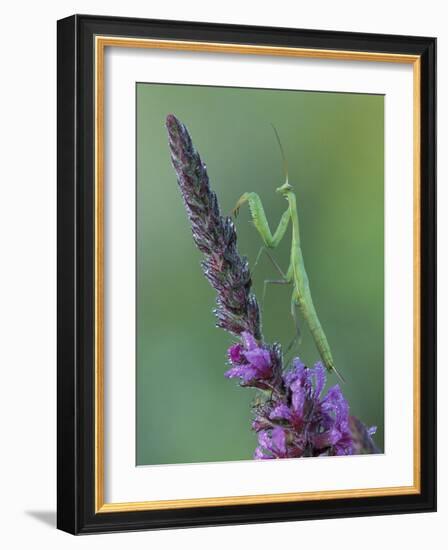 Praying Mantis on Purple Loosestrife-Adam Jones-Framed Photographic Print