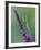 Praying Mantis on Purple Loosestrife-Adam Jones-Framed Photographic Print