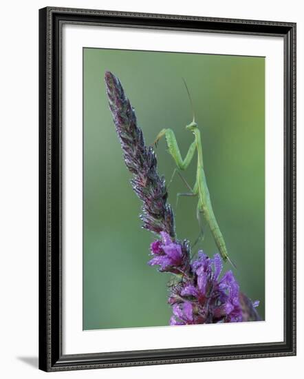 Praying Mantis on Purple Loosestrife-Adam Jones-Framed Photographic Print