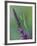 Praying Mantis on Purple Loosestrife-Adam Jones-Framed Photographic Print