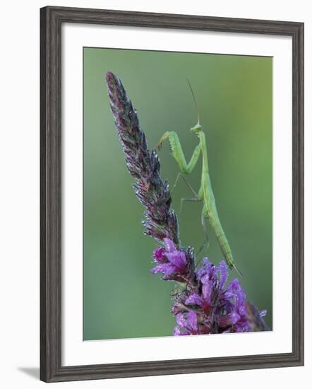 Praying Mantis on Purple Loosestrife-Adam Jones-Framed Photographic Print