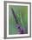 Praying Mantis on Purple Loosestrife-Adam Jones-Framed Photographic Print