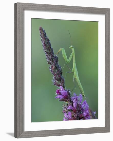 Praying Mantis on Purple Loosestrife-Adam Jones-Framed Photographic Print