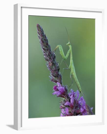 Praying Mantis on Purple Loosestrife-Adam Jones-Framed Photographic Print