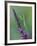 Praying Mantis on Purple Loosestrife-Adam Jones-Framed Photographic Print