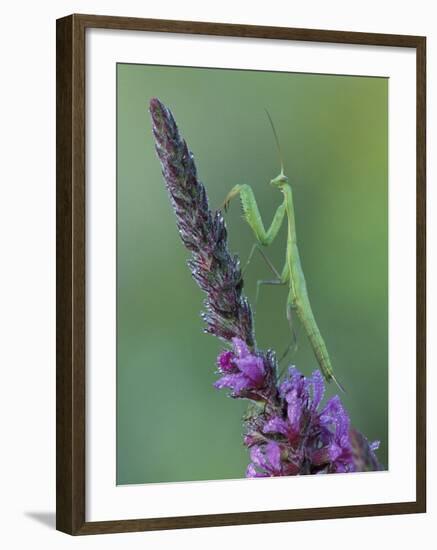 Praying Mantis on Purple Loosestrife-Adam Jones-Framed Photographic Print