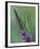 Praying Mantis on Purple Loosestrife-Adam Jones-Framed Photographic Print